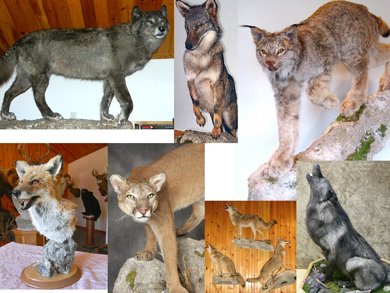 Predator Taxidermy Wolf Coyote Bobcat Lynx Taxidermy at Brown Bear Taxidermy Studio Pine Grove PA